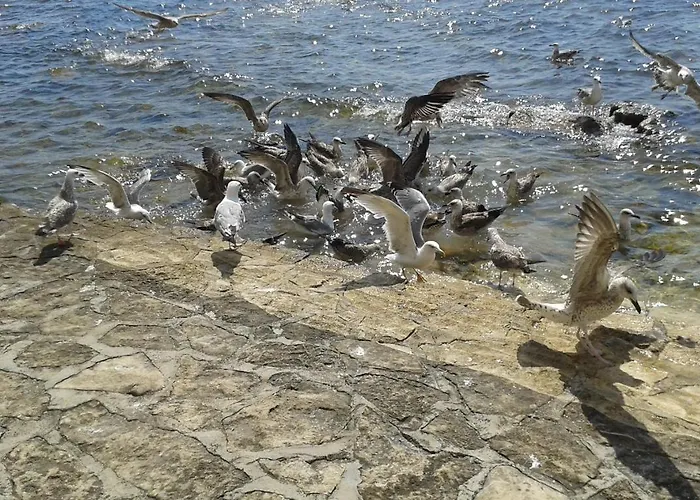 Edo Novigrad Istria