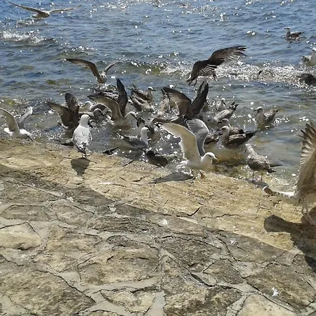 Edo Novigrad Istria